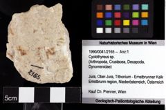 Foto (Objket + Etiketten) von Cyclothyreus sp. 